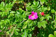 Rosa rugosa