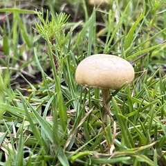 Agrocybe