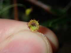 Drosera macrantha