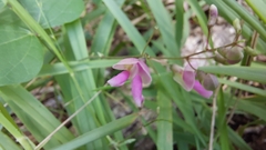 Phaseolus polystachios