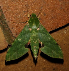 Euchloron megaera