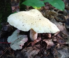 Tricholoma saponaceum