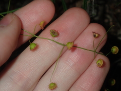 Drosera macrantha