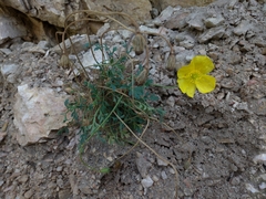 Papaver alpinum