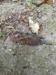 Clethrionomys glareolus