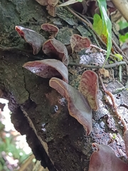 Auricularia