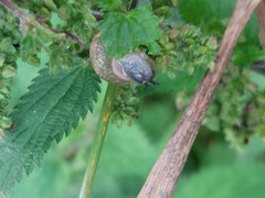 Helix pomatia