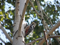 Dendrocopos leucotos