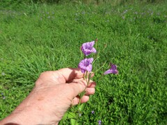 Ruellia nudiflora runyonii