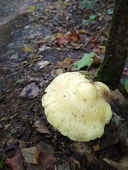 Tricholoma saponaceum