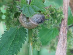 Helix pomatia