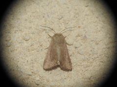 Mythimna sicula