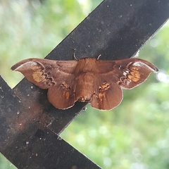 Adalgisa stellifera