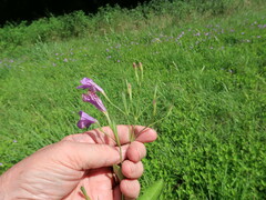 Ruellia nudiflora runyonii