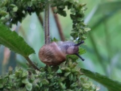 Helix pomatia