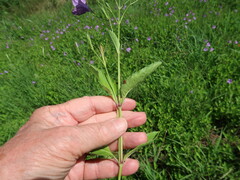 Ruellia nudiflora runyonii