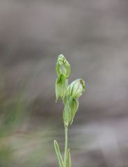 Pterostylis prasina