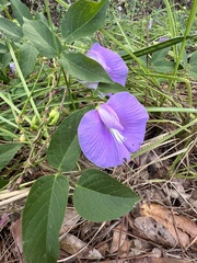 Centrosema virginianum