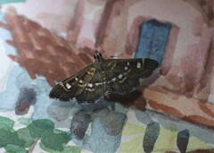 Diathrausta