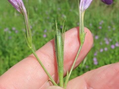 Ruellia nudiflora runyonii