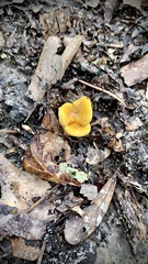 Cantharellus minor