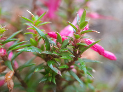Epacris impressa