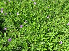 Ruellia nudiflora runyonii