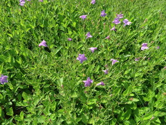 Ruellia nudiflora runyonii
