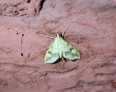 Choristostigma