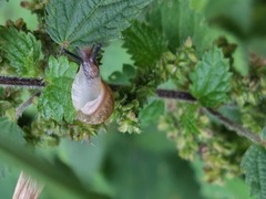 Helix pomatia