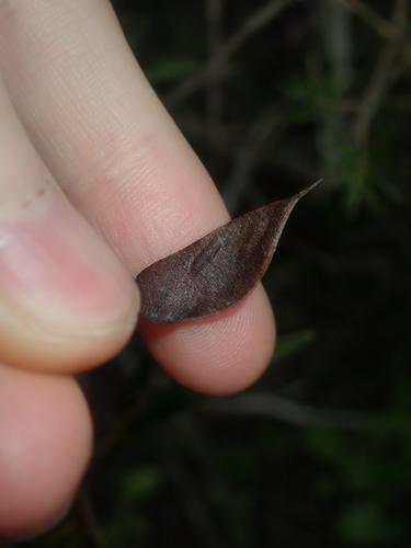 Image of Labichea Cassioides (Labichea cassioides) by (c) Thomas Mesaglio, some rights reserved (CC BY)