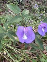 Centrosema virginianum