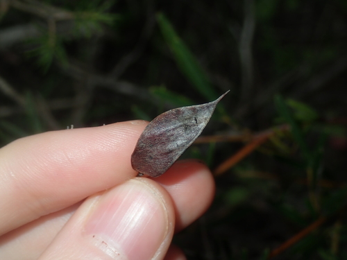 Image of Labichea Cassioides (Labichea cassioides) by (c) Thomas Mesaglio, some rights reserved (CC BY)