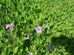 Ruellia nudiflora runyonii