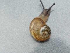 Helix pomatia