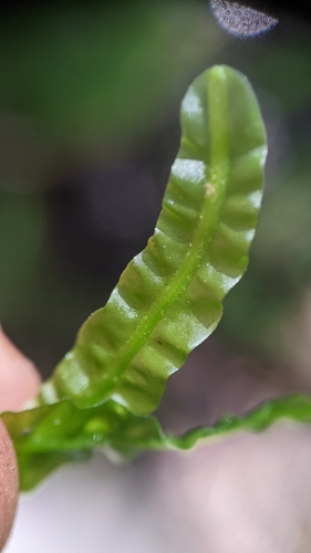 Pallavicinia lyellii