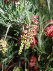 Grevillea preissii