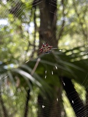 Gasteracantha cancriformis