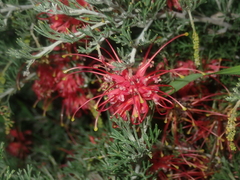 Grevillea preissii