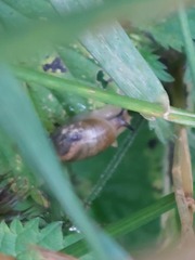 Helix pomatia