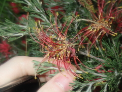 Grevillea preissii