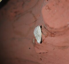 Plagiomimicus argyropolia