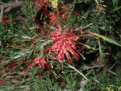 Grevillea preissii
