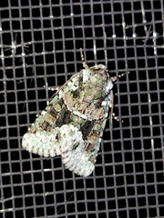 Lacinipolia explicata