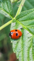 Coccinella quinquepunctata