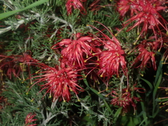 Grevillea preissii
