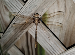 Boyeria vinosa