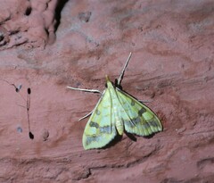 Choristostigma