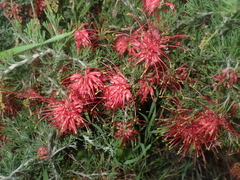 Grevillea preissii