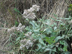 Eupatorium lindleyanum